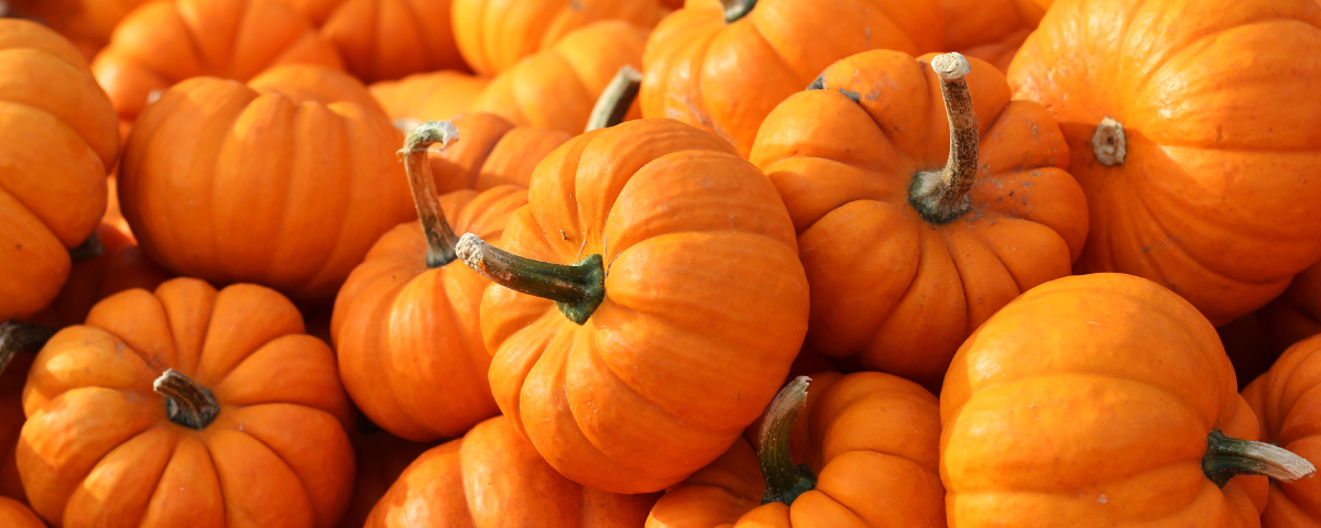 Pumpkin Benefits In Skin Care You Must Know Truebasics Blog