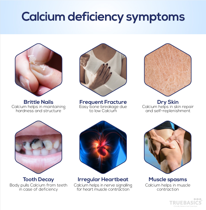 Role Of Calcium In The Human Body Truebasics Blog