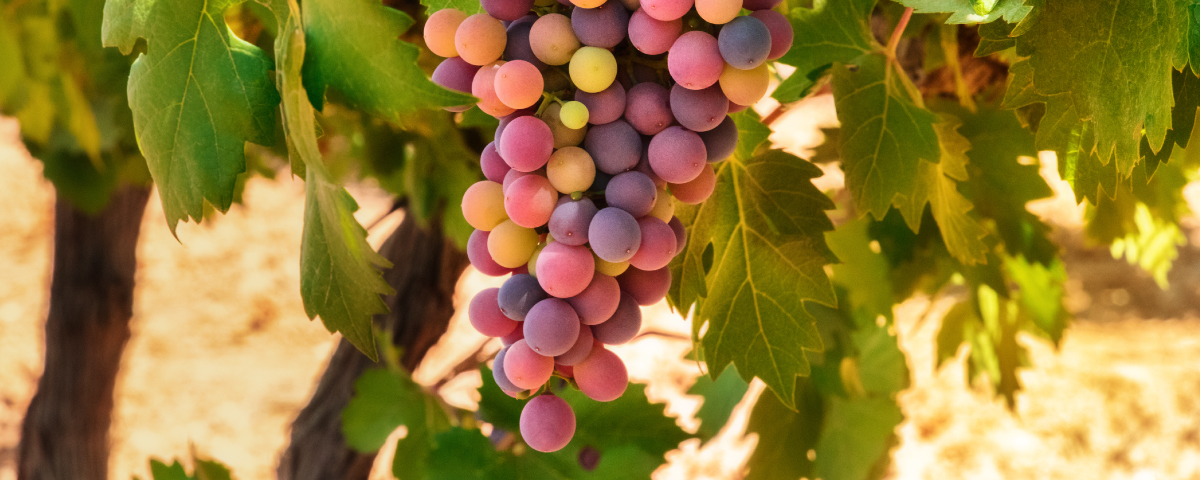 Grapes Benefits for Skin Facts You Never Knew Truebasics Blog